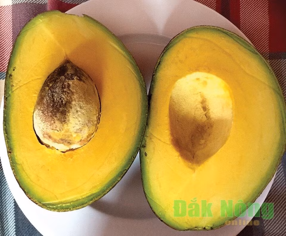 Trong 300 cay bo Cu Ba xen ca phe, thu hon 1 ty dong-Hinh-2