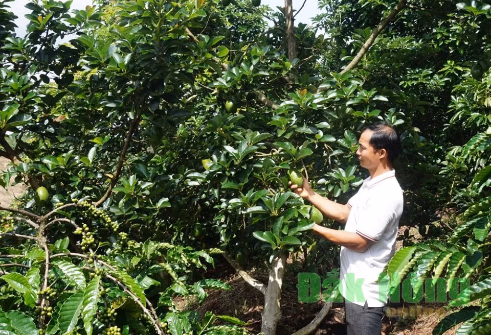 Trong 300 cay bo Cu Ba xen ca phe, thu hon 1 ty dong