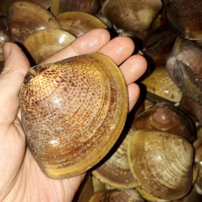 Vòi của ngao mật gồm hai ống: một ống hút vào, mang theo các hạt thức ăn nhỏ li ti, còn ống kia dùng để tống các bã thải ra ngoài. Ảnh happymart.