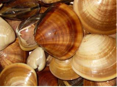 Các bãi vùng triều ven biển Nam Định, Ninh Bình, Thanh Hóa, Quảng Bình, Quảng Trị, Thừa Thiên–Huế, Bến Tre là những nơi có sản lượng khai thác ngao mật cao ở Việt Nam. Ảnh blogspot.