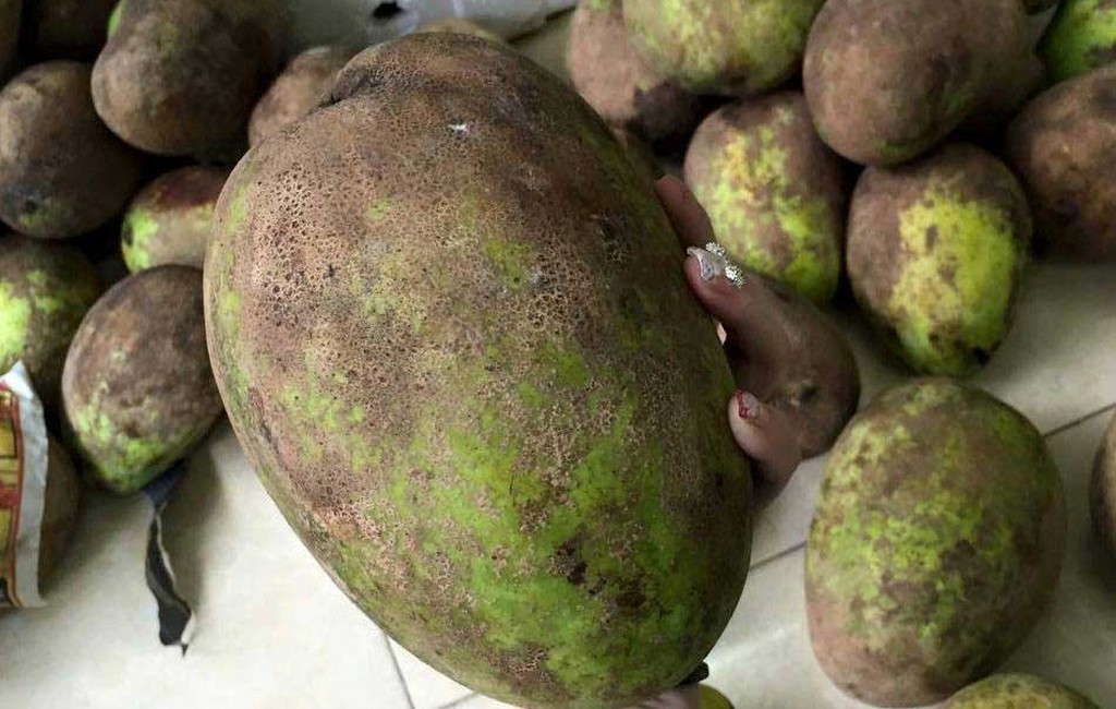 Ngay ở Việt Nam cũng có một giống xoài "độc dị", siêu khủng với trọng lượng mỗi quả có thể lên tới 2kg, đó chính là giống xoài tứ quý nghệ. Ảnh: Blogspot.