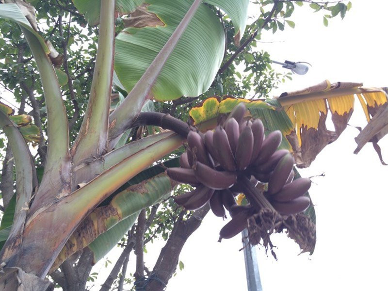 Độc lạ những loại quả màu tím gây sốt ở Việt Nam - Hình 7 Doc la nhung loai qua mau tim gay sot o Viet Nam-Hinh-7