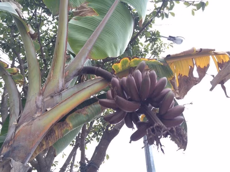 Doc la nhung loai qua mau tim gay sot o Viet Nam-Hinh-7