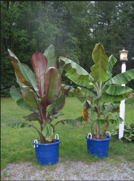 Độc lạ những loại quả màu tím gây sốt ở Việt Nam - Hình 8 Doc la nhung loai qua mau tim gay sot o Viet Nam-Hinh-8