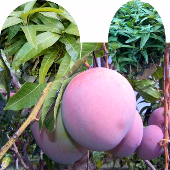 Doc la nhung loai qua mau tim gay sot o Viet Nam-Hinh-10