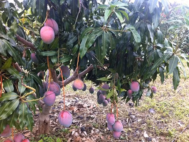 Doc la nhung loai qua mau tim gay sot o Viet Nam-Hinh-9