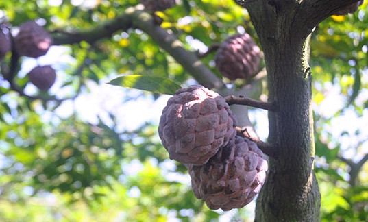 Độc lạ những loại quả màu tím gây sốt ở Việt Nam Doc la nhung loai qua mau tim gay sot o Viet Nam