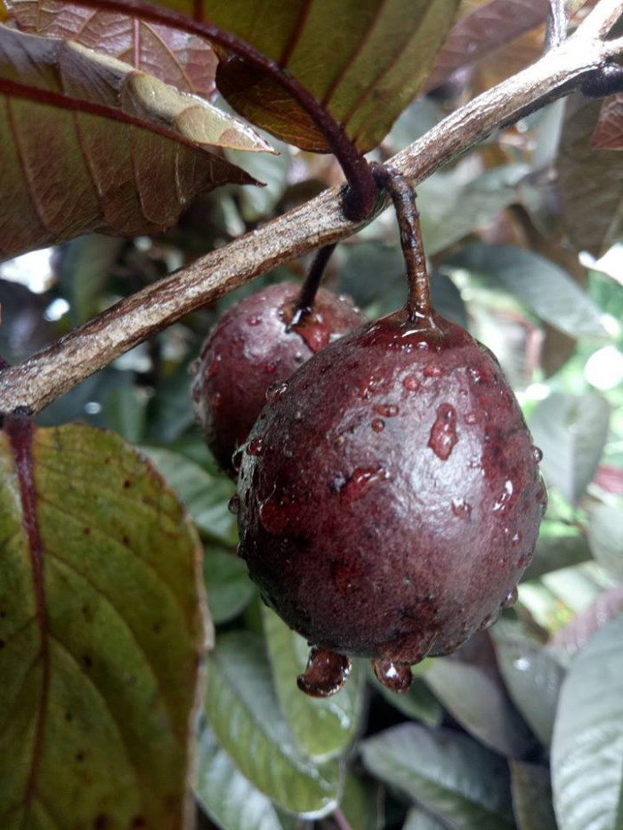 Độc lạ những loại quả màu tím gây sốt ở Việt Nam - Hình 3 Doc la nhung loai qua mau tim gay sot o Viet Nam-Hinh-3