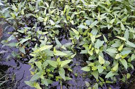 Kinh di kieu trong rau bang nuoc den ngom o Ha Noi