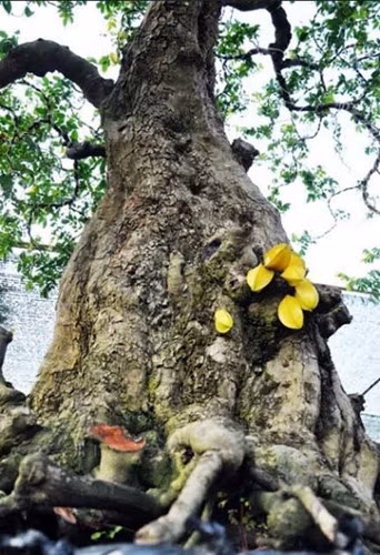 Qủa khế mọc ngay trên thân cây cổ sần sùi rất độc. Ảnh: Dân Việt.