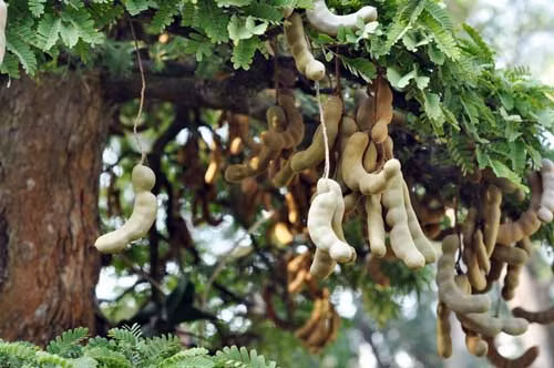 Cùng với đó là mỗi tầng tán cây đều nặng trĩu quả. Ảnh: Zing.