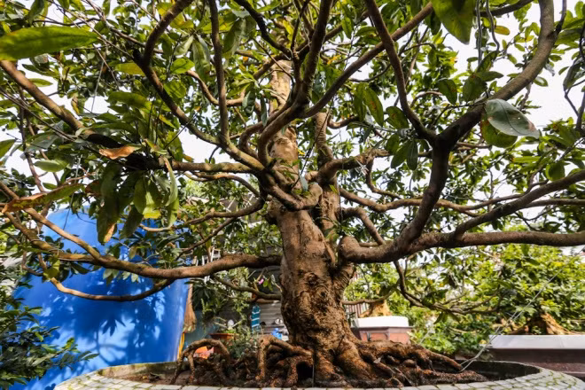 Cây mai cổ cao 3 m, mang thế “trực”, các cành xum xuê, mọc sát gốc tỏa rộng ra theo dáng ngửa tay xin lộc trời. Ảnh: Tintuc.