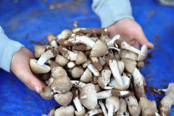 Nấm mối thường mọc lại hay mọc xung quanh nơi mà năm trước đã có. Ảnh: Thbt.