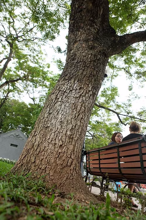 Gỗ sưa thớ mịn, vân đẹp. Thời phong kiến, vua chúa dùng gỗ sưa để đóng đồ nội thất cao cấp trong cung đình vì vừa là hương liệu vừa là dược liệu. Thời nay, gỗ sưa đỏ rất quý hiếm, giá trị trường có lúc tới 20 tỷ đồng/m3 nên là đối tượng săn lùng của kẻ trộm. Trong ảnh, một cây sưa đỏ có đường kính lên đến 60cm, ven Hồ Gươm, gần cửa đền Ngọc Sơn.