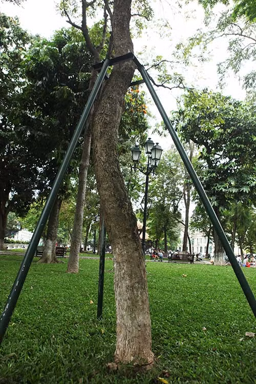 Khung sắt bảo vệ cây sưa đỏ cũng nằm trong vườn hoa Lý Thái Tổ. Hiện nay, sưa bị đe dọa do mất môi trường sống và được chính phủ Việt Nam xếp vào nhóm cây cần bảo vệ nghiêm ngặt, cho phép trồng khoanh nuôi.