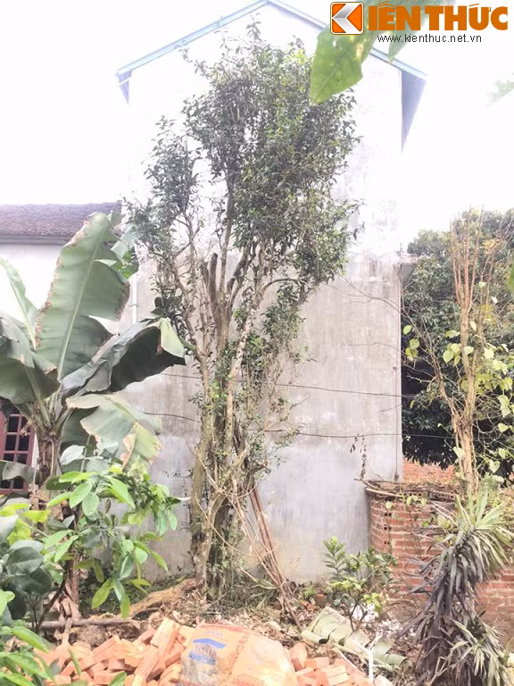 Can canh cay che 200 tuoi gia ty dong o Ha Noi