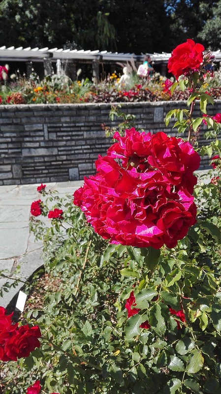 Không chỉ có hoa hồng, bên trong công viên Tête d’Or còn có một hồ nước lớn. Đây là nơi diễn ra các hoạt động chèo thuyền vào mùa hè. (Ảnh Staticflickr)