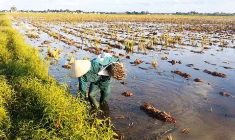 Theo chia sẻ của những người làm nghề này, ban ngày lươn đồng thường trú sâu dưới bùn đất đến đêm mới ngoi lên kiếm thức ăn. Dựa vào đặc điểm thích ăn các loài cá, ốc hoặc ếch nhái, giun đất của loài lươn mà thợ đặt ống lươn tìm các loại mồi trên, băm nhuyễn cho vào ống để làm mồi bẫy lươn. Ảnh: Tiền Phong.