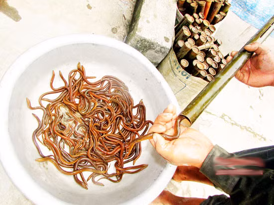 Lươn đồng là đặc sản rất được ưa chuộng, mỗi kg lươn đồng hiện nay có giá khoảng 80.000 - 160.000 đồng tùy loại. Mỗi ngày người dân đặt khoảng 200 - 300 ống thì cũng có thể thu được 20 - 30 kg lươn. Ảnh: Báo Nghệ An.