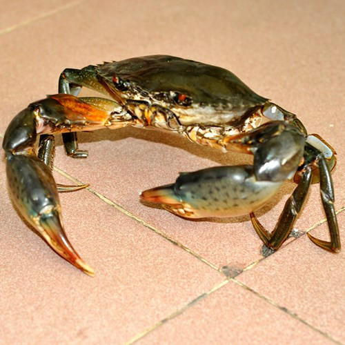 Cẩn thận khi mua cua giá rẻ vỉa hè, dán mác cua Cà Mau. Hiện nay tình trạng cua biển không rõ nguồn gốc xuất xứ, chết ươn thối nhiều ngày thường xuyên được “phù phép” lại để bán ra thị trường. Khi người dân không may ăn trúng những con cua biển đã bị chết lâu ngày sẽ dễ dẫn đến bị ngộ độc, đau bụng, nôn ói...