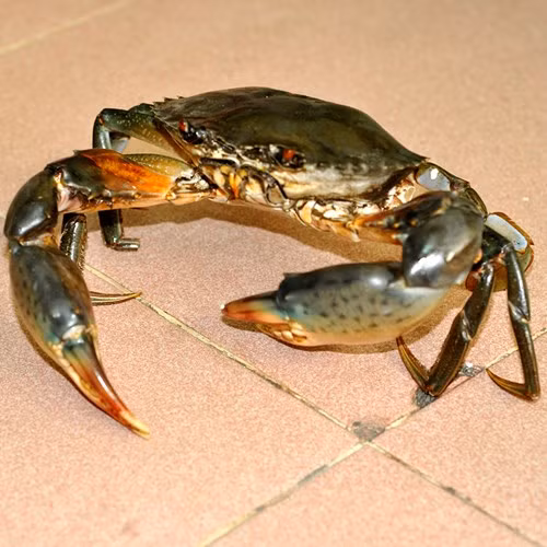 Cẩn thận khi mua cua giá rẻ vỉa hè, dán mác cua Cà Mau. Hiện nay tình trạng cua biển không rõ nguồn gốc xuất xứ, chết ươn thối nhiều ngày thường xuyên được “phù phép” lại để bán ra thị trường. Khi người dân không may ăn trúng những con cua biển đã bị chết lâu ngày sẽ dễ dẫn đến bị ngộ độc, đau bụng, nôn ói...