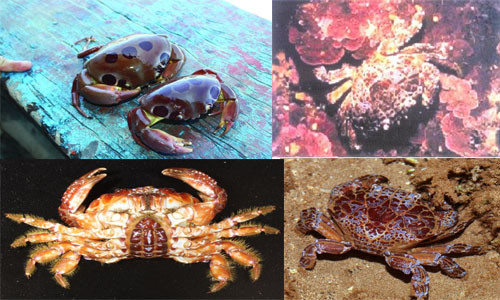 Những loại cua lạ với màu sắc lạ mắt như cua đá biển, cua mặt quỷ, cua hạt là những loại cua được liệt vào danh sách cấm ăn. TS Bùi Quang Tề, chuyên gia bệnh học thủy sản (nguyên Trưởng phòng Sinh học thực nghiệm, Viện Nghiên cứu nuôi trồng thủy sản I) cho biết: “Ăn cua đá biển rất dễ nhiễm sán lá phổi. Ở nước ta đã phát hiện loài cua đá Potamicus sp mang ấu trùng sán lá phổi. Thực tế nhiều trường hợp đã phải nhập viện vì sán lá phổi sau khi ăn cua đá”.