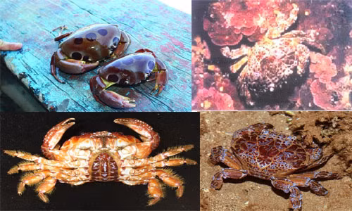 Những loại cua lạ với màu sắc lạ mắt như cua đá biển, cua mặt quỷ, cua hạt là những loại cua được liệt vào danh sách cấm ăn. TS Bùi Quang Tề, chuyên gia bệnh học thủy sản (nguyên Trưởng phòng Sinh học thực nghiệm, Viện Nghiên cứu nuôi trồng thủy sản I) cho biết: “Ăn cua đá biển rất dễ nhiễm sán lá phổi. Ở nước ta đã phát hiện loài cua đá Potamicus sp mang ấu trùng sán lá phổi. Thực tế nhiều trường hợp đã phải nhập viện vì sán lá phổi sau khi ăn cua đá”.