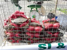 Một chuyên gia về hóa học cho biết: “Trong cơ thể cua có chứa nhiều thành phần hóa học mang tên histidine (có công thức phân tử C3H3N2CH2 (NH2 CO2H). Cua sau khi bị chết, các loại vi khuẩn liền phát triển rất mạnh trong cơ thể cua, khiến histidine nhanh chóng chuyển hóa thành histamine (công thức phân tử C3H3N2H4 NH2) gây độc đối với cơ thể người”. Ảnh:Zing.