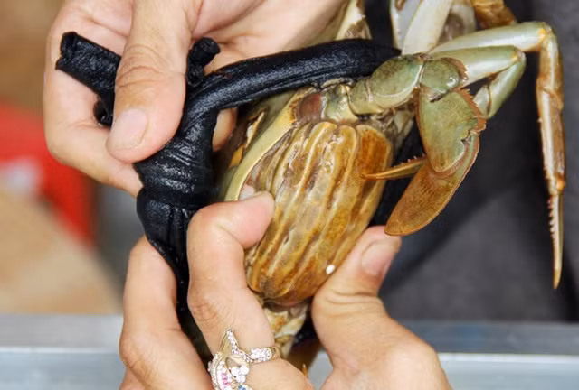 Chị Lài (41 tuổi, chuyên bán cua ở chợ Nghĩa Tân Hà Nội) cho biết: “Người mua cua thường không để ý xem phần mai hay càng của chúng ra sao. Tuy nhiên mai của cua là một trong những điểm giúp nhận biết được con cua này có sức khỏe như thế nào. Những con cua có càng hoặc mai trong chuyển màu hơi xanh thì bạn không nên mua vì chúng đã ươn hoặc có thể đã được ngậm thuốc bảo quản trước đó”. Ảnh minh họa.