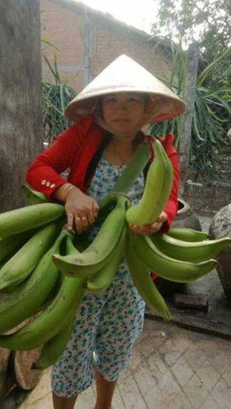 Loại chuối tá qua này ra quả trực tiếp chứ không trổ búp như chuối thường, mỗi buồng từ 10 - 20 trái bằng cổ tay. Vì chuối tá quạ cho ít trái nên ngày xưa nông dân chỉ trồng vài cây trong vườn để ăn hoặc dùng thờ cúng chứ ít khi bán. Nhưng hiện nay, loại chuối này rất được người dân Sài gòn ưa chuộng, nhiều thương lái cũng xuống Trà Vinh nhập hàng về bán. Ảnh: NLĐ.