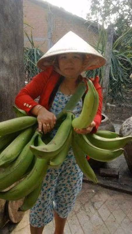 Loại chuối tá qua này ra quả trực tiếp chứ không trổ búp như chuối thường, mỗi buồng từ 10 - 20 trái bằng cổ tay. Vì chuối tá quạ cho ít trái nên ngày xưa nông dân chỉ trồng vài cây trong vườn để ăn hoặc dùng thờ cúng chứ ít khi bán. Nhưng hiện nay, loại chuối này rất được người dân Sài gòn ưa chuộng, nhiều thương lái cũng xuống Trà Vinh nhập hàng về bán. Ảnh: NLĐ.