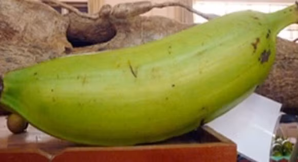 Cận cảnh chuối quá tạ nặng kỷ lục 1,3 kg. Ảnh: Thời báo kinh tế Sài Gòn.
