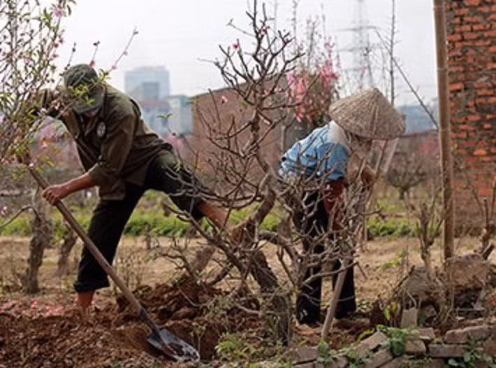 Đào sau khi đã "yên vị" trong khoảng đất trồng mới sẽ được người làm vườn cắt, tỉa hết phần ngọn, phần hoa lá cũ... và bắt đầu chu kì chăm sóc mới.
