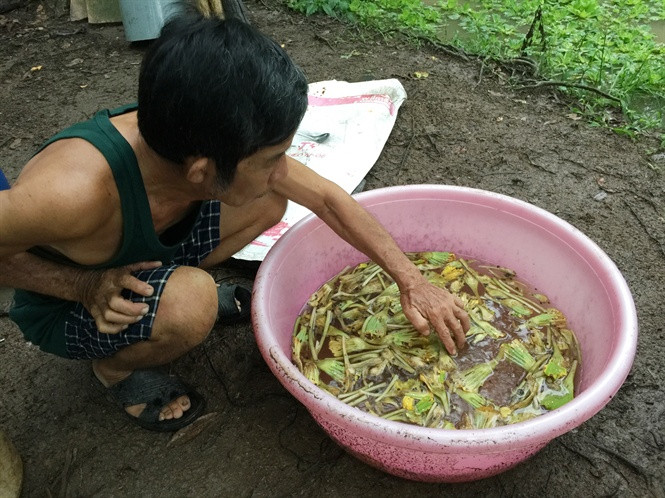 Chỉ tính riêng thu nhập từ ốc bươu đen và tiền bán con giống, mỗi tháng ông Thanh cũng thu về từ 3 – 4 triệu đồng. Ảnh: Hoinongdan.