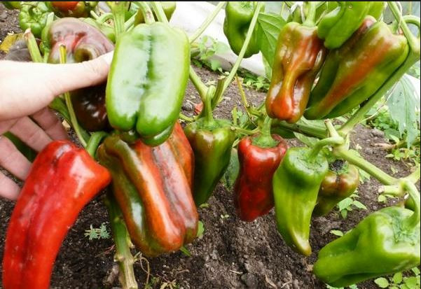 Quy trình gieo trồng và chăm sóc ớt sừng bò tương đối giống ớt chuông Đà Lạt. Ảnh: Blogspot.