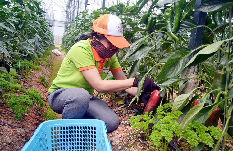 Bình quân một quả ớt sừng bò dài từ 20cm - 30cm, đường kính 3cm - 8cm và nặng từ 200g - 400g, có quả nặng tới 500g. Ảnh: Tintaynguyen.