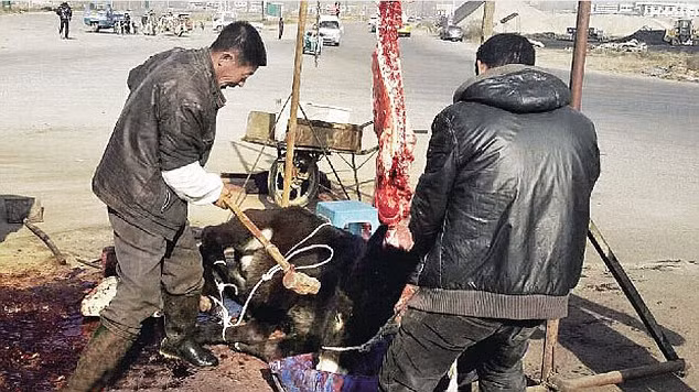 Hình ảnh hai người đàn ông đang cố gắng dùng búa đập chết một chú lừa để chuẩn bị lột da khiến không ít người sốc. (Ảnh Viralspell)