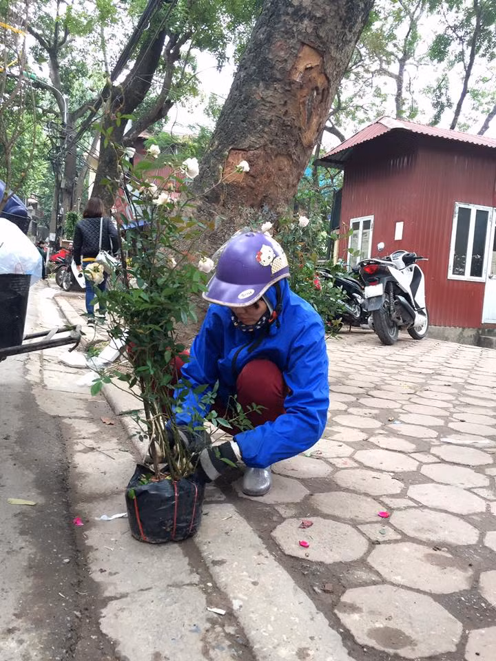 Chậu hoa đang được người bán gói gốc cẩn thận để bán cho khách.
