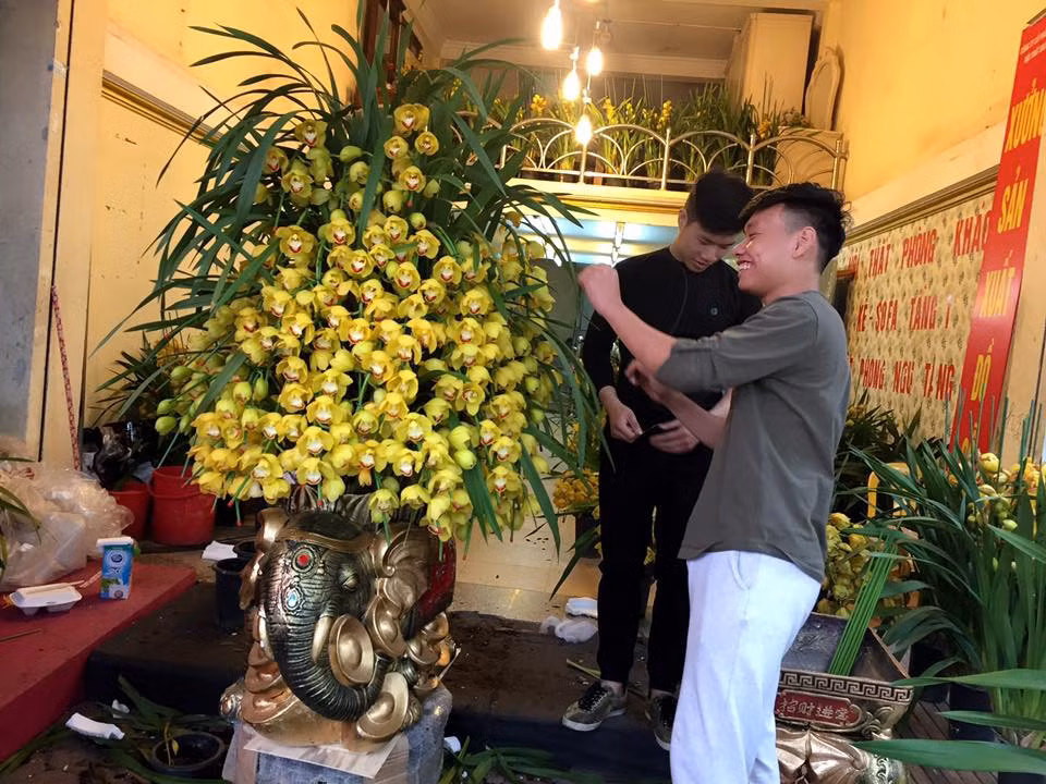 Chậu địa lan giá 20 triệu đang được người bán tỉa tót tỉ mỉ trước khi giao cho khách hàng.