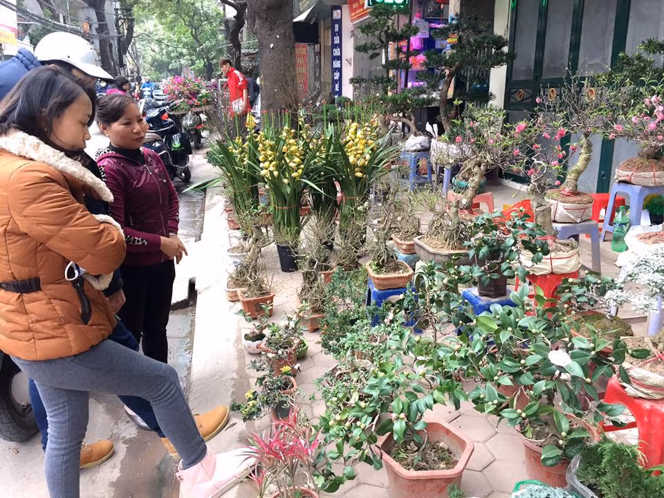 Các cửa hàng cây cảnh luôn luôn có khách đến ngắm, hỏi mua hàng.