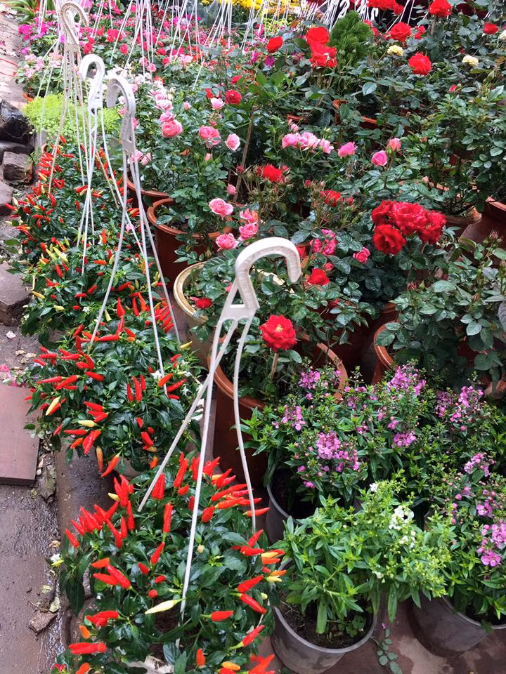 Chị Huyền, một người bán hàng ở đây cho biết: "Năm nay, những chậu tiểu cảnh như ớt cảnh, hoa trà, hoa hồng... rất hút khách. Mỗi ngày tôi bán được từ 20- 30 chậu, lượng khách order trước cũng rất nhiều. Giá mỗi chậu tiểu cảnh này cũng phải chăng từ 120.000 - 250.000 đồng/chậu".