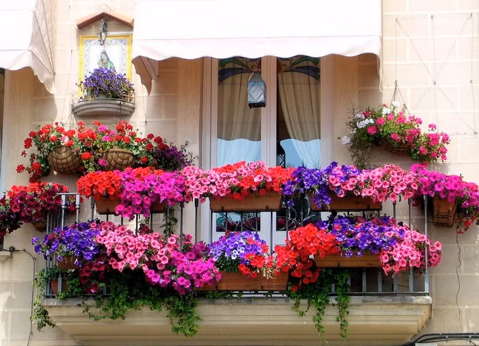 Ban công đẹp, rực rỡ, đầy sức sống nhờ những chậu hoa đủ màu sắc.