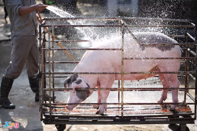 Tham canh 1 kg heo hoi chi bang 4 coc tra da-Hinh-2