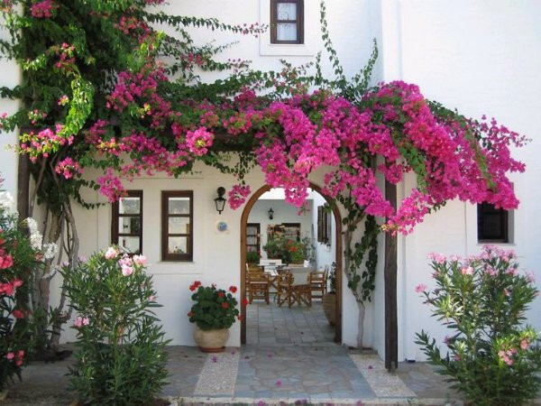 Chẳng cần đi đâu xa, chỉ cần đứng ngay cổng nhà mình là bạn đã có thể chụp những bức ảnh “sống ảo” với giàn hoa giấy rực rỡ này rồi. Ảnh: Tiepthitieudung.