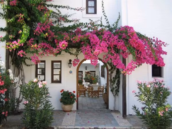 Chẳng cần đi đâu xa, chỉ cần đứng ngay cổng nhà mình là bạn đã có thể chụp những bức ảnh “sống ảo” với giàn hoa giấy rực rỡ này rồi. Ảnh: Tiepthitieudung.