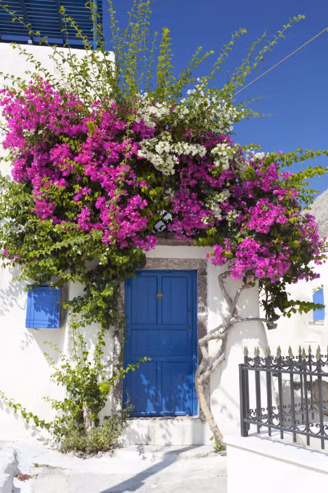 Giàn hoa giấy đẹp rực rỡ dễ dàng mang đến vẻ đẹp thơ mộng cho ngôi nhà của bạn. Ảnh: Batdongsan.