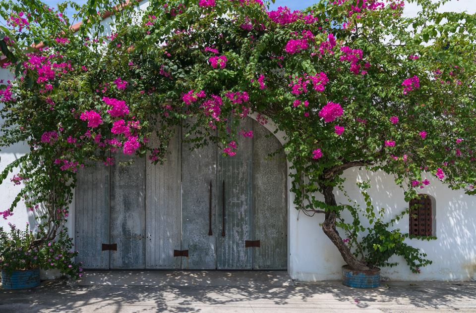 Cây hoa giấy có nguồn gốc từ miền Trung Nam Mỹ. Đây là loài cây dây leo dùng để trang trí không chỉ cho cổng nhà mà còn trang trí ban công, sân vườn đều rất đẹp. Ảnh: Handhome.