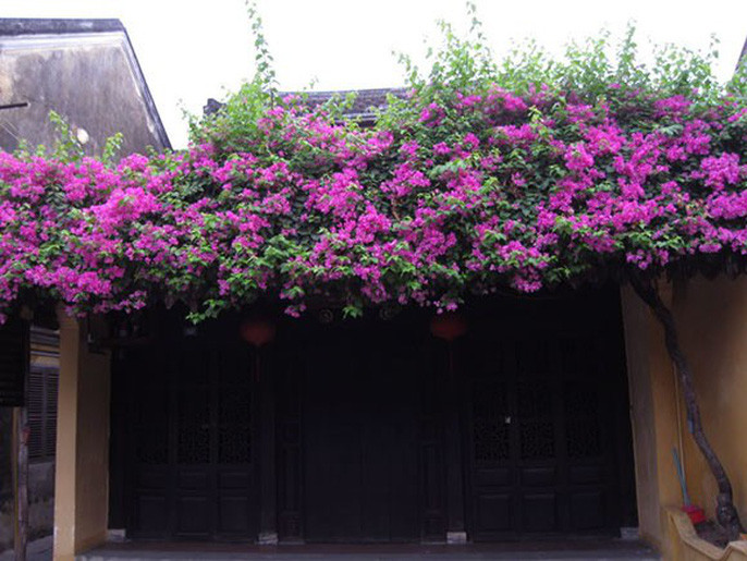 Giàn hoa giấy còn có tác dụng làm bóng mát cho khu vực cổng nhà. Ảnh: Mediacdn.