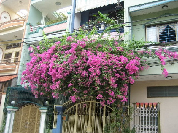 Nó cũng có thể khiến ngôi nhà của bạn thêm cổ kính. Ảnh: Explus.