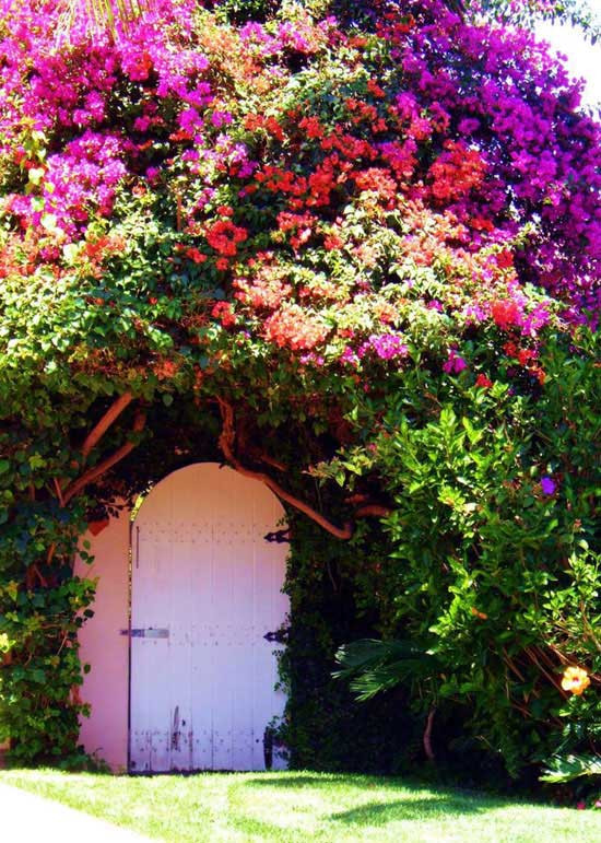 Cây hoa giấy chịu được đất khô khan cằn cỗi, chịu nóng tốt, vì vậy bạn không phải tốn quá nhiều công chăm sóc. Ảnh: Phanquan.